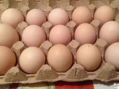Яйца кохинхинов, брамы (инкубационные)