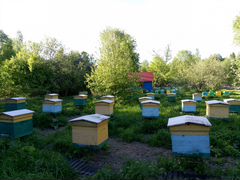 Пчелосемьи среднерусской породы