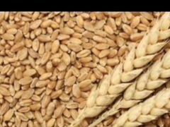 Пшеница доставка