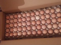 Яйцо инкубационное sasso (Франция)