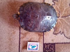 Красноухая черепаха без аквариума