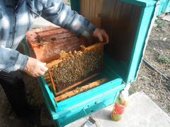Пчелосемьи И пчелопакеты