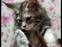 Котята с красивыми окрасами породы Мейн-кун