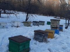 Продаются пчёлы с ульями