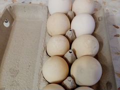 Продам инкубационное яйцо гусей