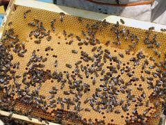 Зимовалые пчелосемьи с ульями