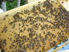 Пчелы,пчелопакеты 2020