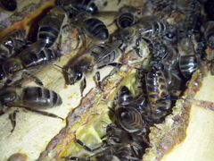 Пчелосемьи.Пчелопакеты с лесной пасеки