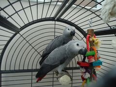 Говорящийсерый попугайppo
