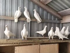 Продам белых голубуй