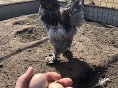 Яйцо Инкубационное Брама, чистая порода. Цыплята