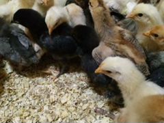 Цыпляты от домашних кур и утята