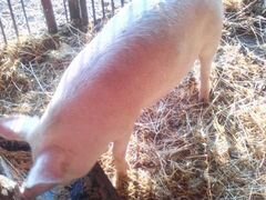Домашняя свинина живой вес