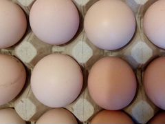 Инкубационное яйцо кур несушек русская чёрная хохл