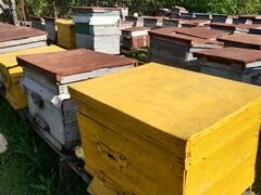 Пчёлы и пчелопакеты