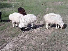 Овцы курдючные с ягнятами эдильбаевской породы