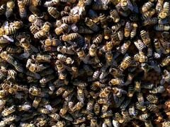 Семьи пчел, Карпаты,матка 2019г. Семьи сильные