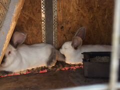 Кролики от 1-3 месяцев породы Фландер и помесь