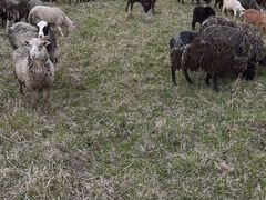 Стадо(овцы, бараны, барашки) романовка