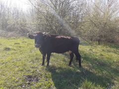 Корова