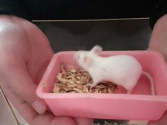 Китайские мышки