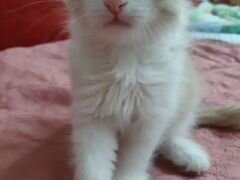 Котенок сибирский от домашней кошки