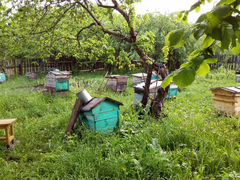 Пчелы с ульями и оборудование