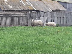 Овца с ягненком