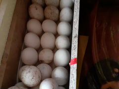 Продам яйцо гусинное инкубационное