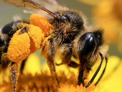 Пчелы с ульями (домиками)