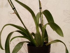 Орхидея Камбрия люкс