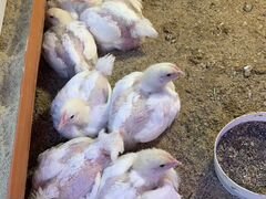 Куры цыплята бройлера 21 день