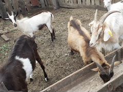 Альпийские годовалые козы, не на мясо, по 4 тысячи