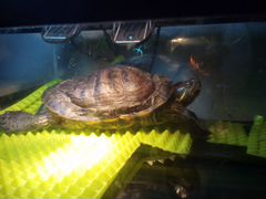 Огромная черепаха с аквариумом