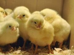 Цыплята суточные от производителя