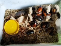 Мадагаскарский таракан, колония