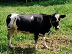 Корова Голштино-фризская