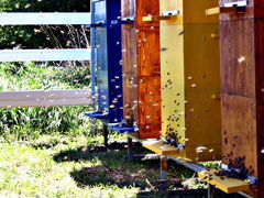 Пчелиные ульи, магазины, рамки, пчелосемьи