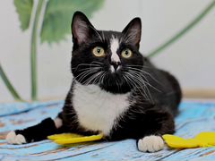 Супер красавчик котик Мико(6 мес) ищет дом