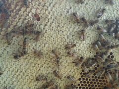 Пчёлы. Рут. 21 шт. прицеп для пчёл