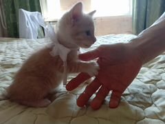Отдам в добрые руки котёнка-девочку