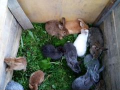 Продам кроликов самцов породистых