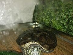 Черепаха, аквариум в подарок
