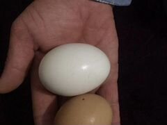 Яйца леггорн