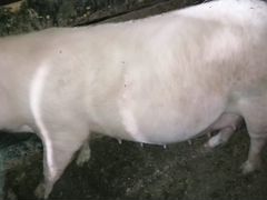 Свиноматка