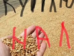 Ячмень пшеница кукуруза