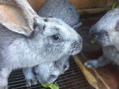 Кролики серебро