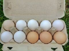 Продам куриные яйца крупные
