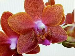 Орхидея фаленопсис pingtung bronze age