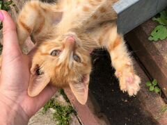 Котёнок Марсик в добрые руки